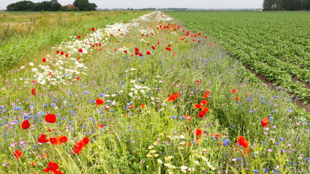 De Nederlandse agrarische sector kan niet zonder innovatie