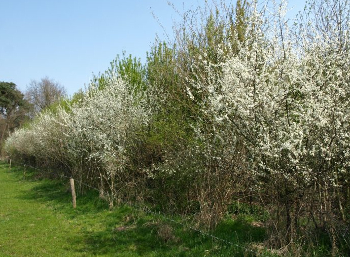 Natuurlijk herstel biodiversiteit